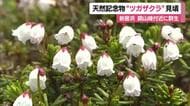 新居浜で高山植物「銅山峰のツガザクラ」見頃　可憐に咲く“国の天然記念物”登山客「毎年来たい」【愛媛】