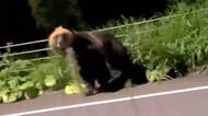 【ヒグマ速報】”丸々とした巨体”を揺らしながら車と並走するクマ目撃…付近では熊の出没情報が相次ぐ「なるべく早く捕獲して」市は箱ワナを設置するなど対策強化へ＜北海道根室市＞