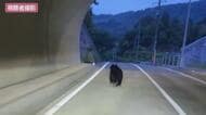 【独自】「これはやばいなと」トンネルを駆け抜けるクマ　カメラが捉える　広島市安佐北区で目撃情報相次ぐ