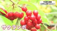 観光農園で「サクランボ狩り」　甘酸っぱい初夏の味覚を楽しむ　広島・三次市