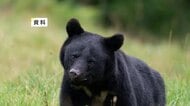 クマの駆除　ハンターへの報酬を新設　花巻市が補正予算を専決処分　岩手県