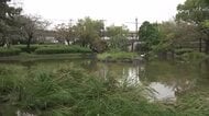 “太閤米”と命名…大学生らが名古屋・中村公園の池のヘドロを活用して作ったコメ収穫 近くの豊國神社に奉納
