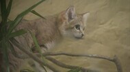 ”砂漠の天使”2匹のスナネコが仲間入り ネオパークオキナワ