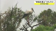 幸せを運ぶ鳥 古宇利島で確認