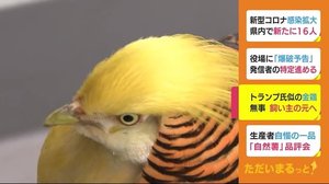 「どことなくトランプ氏似…」保護された金鶏 無事に飼い主の元へ