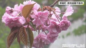 約6千本植えられる…2年ぶり『八重桜まつり』厄除けの餅求め多くの参拝客 石川・倶利迦羅不動寺