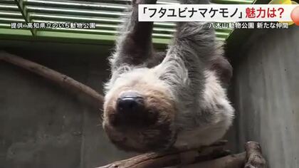 フタユビナマケモノが八木山動物公園の仲間に　どんな動物？飼育員に魅力を聞く〈仙台市〉
