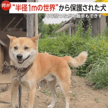 “半径1メートルの世界”で1人ぼっち…散歩もできず6年間縄につながれた犬が解放で見せた笑顔　飼い主が他界、施設入所で…