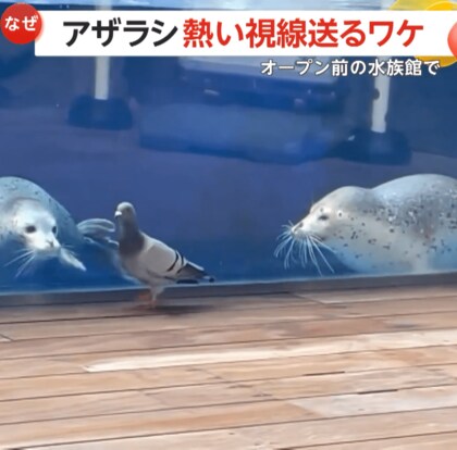 “じぃーっ”姉妹アザラシがハトに熱視線…100万回再生の大ヒット！　滅多に来ない“客”に興奮！？　新潟・上越市立水族博物館