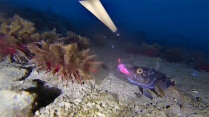 水中ドローンで魚釣りに成功