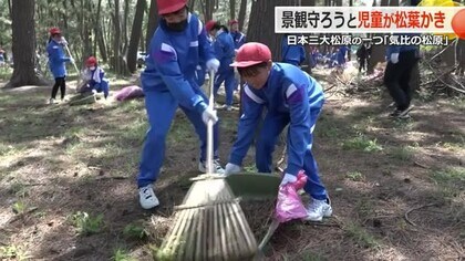 白砂と青松の景観を守れ　日本三大松原「気比の松原」で児童が松葉かき　集めた葉はバイオマス燃料に【福井】