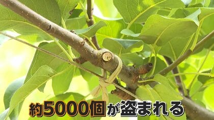 ナシ農家「もうやめます」　収穫前の5000個が盗難　入り口は残し手口巧妙　実は去年も窃盗被害に　福岡・うきは市
