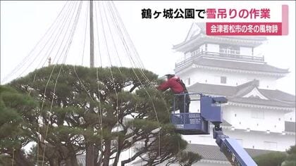 会津若松市・鶴ヶ城公園で雪吊り作業　冬の風物詩ことしも　ならではの景色を写真に収める人も【福島発】
