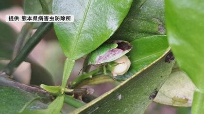 【カメムシ注意報】熊本県内で平年の280倍超のカメムシ観測地点も　暖冬影響で多くが越冬したか　夏までは注意必要