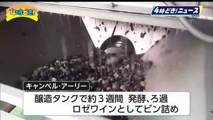良質なワインづくりめざし　五ケ瀬ワイナリーで仕込み始まる