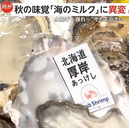 秋の味覚“海のミルク”牡蠣に異変…猛暑の影響で生育・水揚げ遅れの異常事態で“サイズ小さい”　福岡・糸島市では“朗報”も