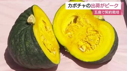 国産の需要は増加　 高い糖度で高値で取り引きも　商社との一括契約で五島の農家で栽培　カボチャの出荷