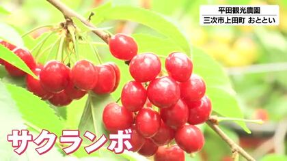 観光農園で「サクランボ狩り」　甘酸っぱい初夏の味覚を楽しむ　広島・三次市