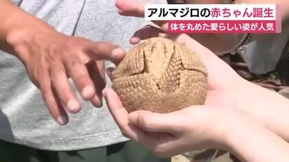 「かわいすぎる！」ミツオビアルマジロの赤ちゃんが誕生　体を丸めた愛らしい姿が来園者から大人気　東伊豆町・伊豆アニマルキングダム