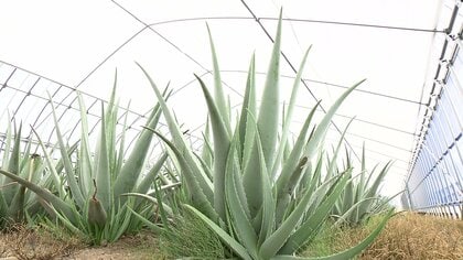 10年で生産量150倍 ずっしり重い「巨大アロエ」 量産のきっかけは祖母の介護？アロエも夢も大きく…社長の奮闘【島根発】
