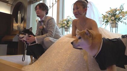 柴犬の散歩で出会った飼い主たちが結婚！　“縁結びワンコ”がリングボーイに【福井発】