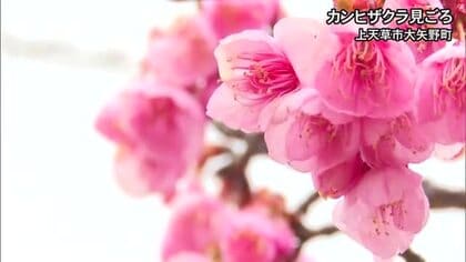 上天草市で『カンヒザクラ』が見頃【熊本】