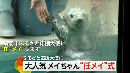 大人気ラッコ「メイちゃん」ふるさと応援大使に　水族館で“任メイ式”　伊勢エビのケーキでお祝い　三重・鳥羽市