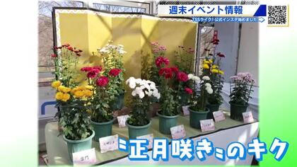 【ひろしま週末情報】広島市「冬の鉢花展」「ちょい飲み手帖広島版 発売イベント」
