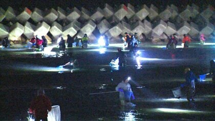 富山湾の神秘「ホタルイカの身投げ」で午前3時半の浜辺は大にぎわい　豊漁で「身投げ」も増加