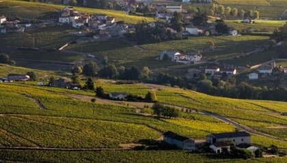 ボジョレ・ヌーボーも「サステナブル」の時代…地球温暖化はブドウの作柄やワイン造りにも影響