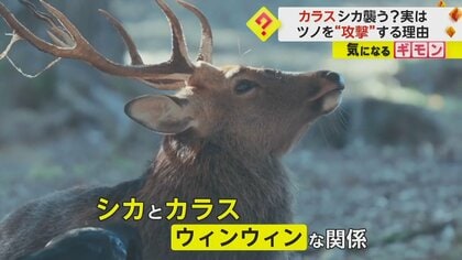 カラスがシカを襲う！？ 実は“角の皮”を剥がして食べていた 意外にも