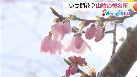 週末どうする？開花が待ち遠しい！松江城、久松公園、湊山公園…山陰の名所の桜をチェック