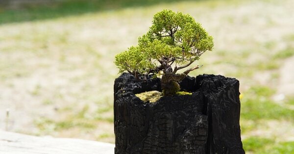 炭×盆栽？「炭盆」に癒やされる…職人の趣味が商品に 移住夫婦が