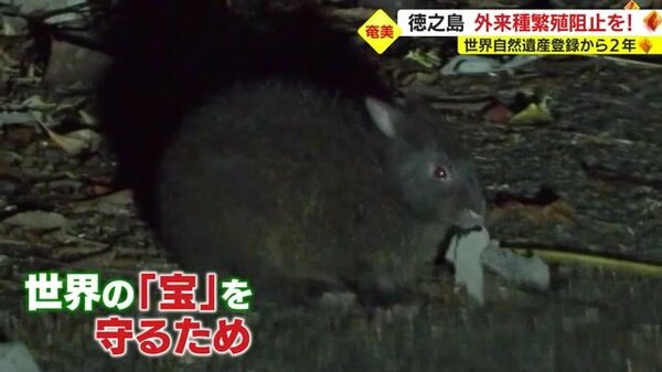 車の通行規制」「外来種の繁殖」 世界自然遺産登録から2年 鹿児島 