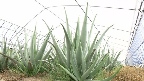 【希少】大量のアロエまとめ売り 10年で生産量150倍 ずっしり重い「巨大アロエ」 量産のきっかけは祖母