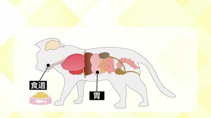 猫の体の構造