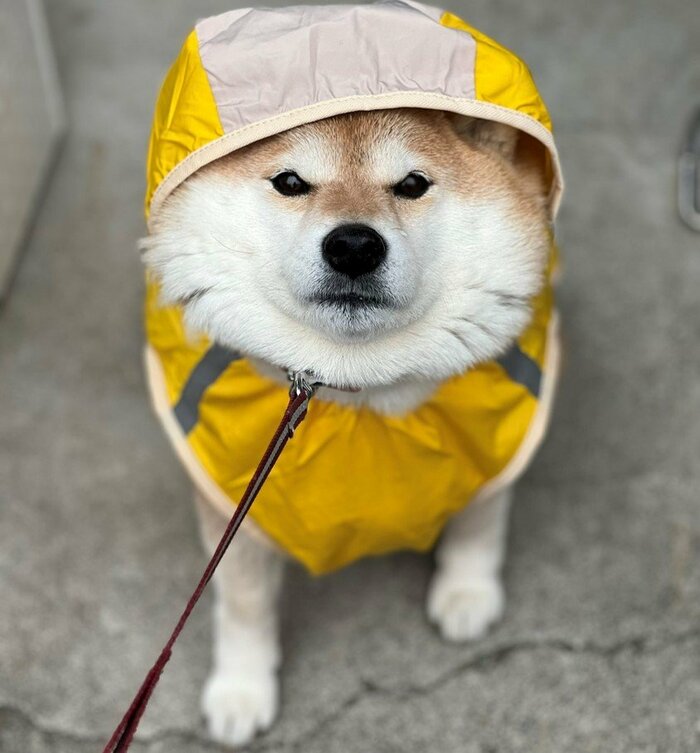 画像提供:柴犬ハナさん