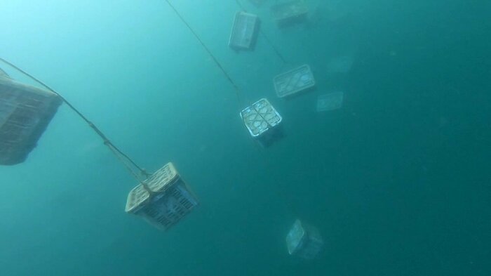 海中に約500個の養殖カゴ