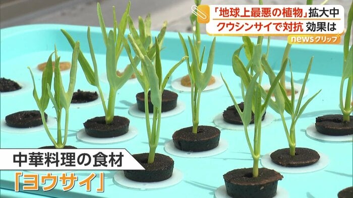 実証実験に使われる「ヨウサイ」