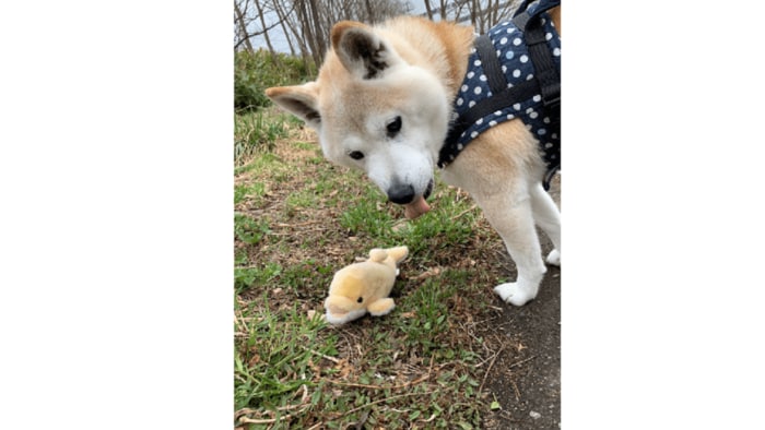 (時には投げ捨てられることも…イルカさんが…)