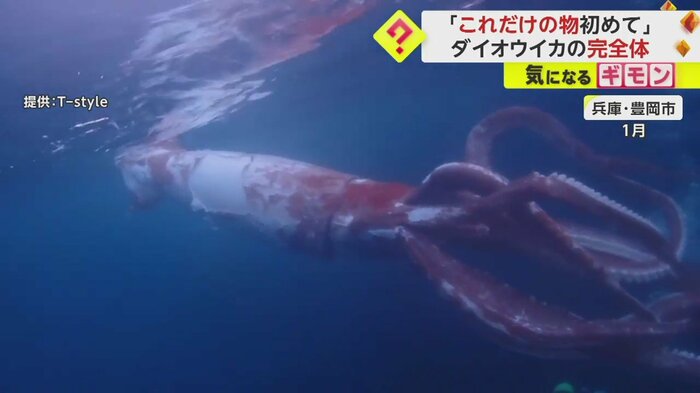 1月に兵庫・豊岡市の海面近くで撮影されたダイオウイカ