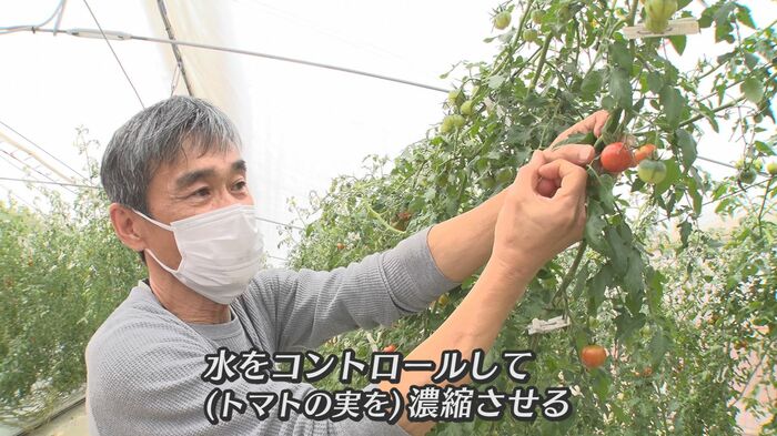 「とマとマとマと」の栽培方法