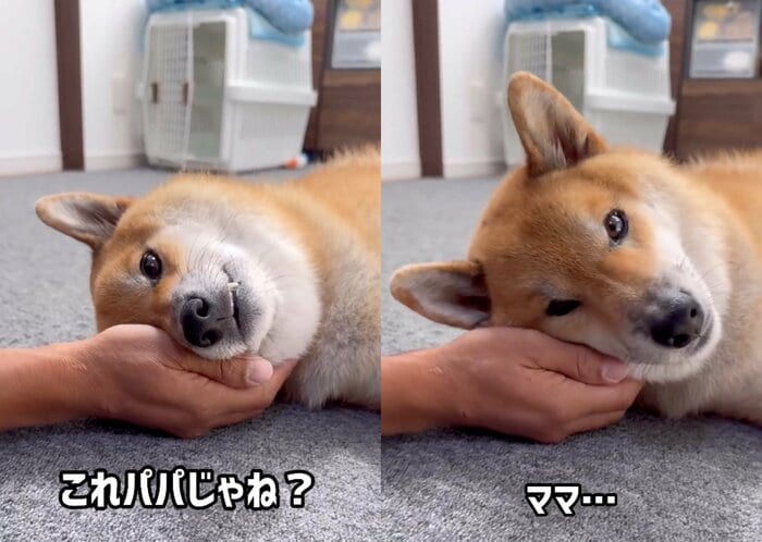パパの枕に不満そう(提供:柴犬ぽてとさん)