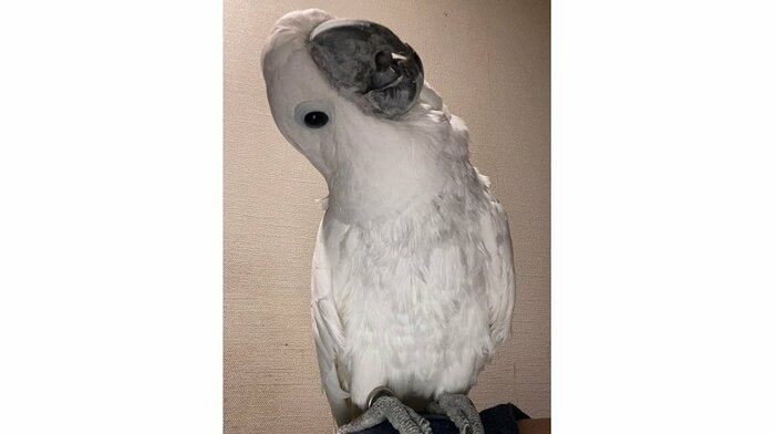 すごく陽キャだというさんたくん 「ねーっ」と首をかしげている
