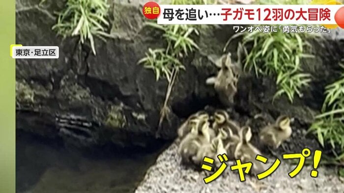 壁を必死に登ろうとする子ガモたち(FNN投稿サイト「ビデオPost」)
