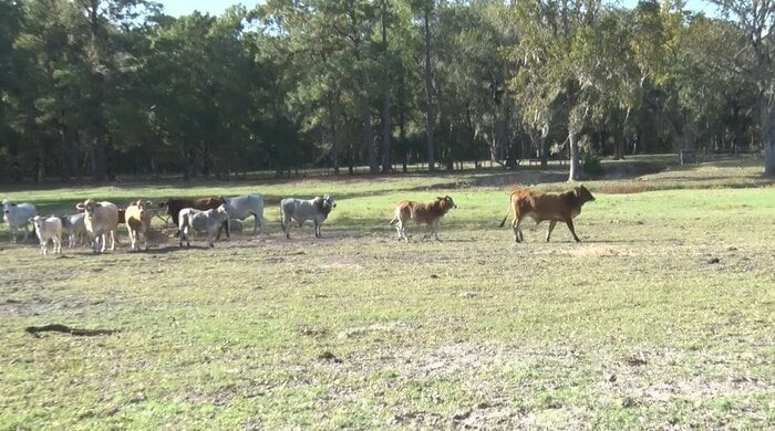 農場では牛、豚の飼育に木材の生産も行っている