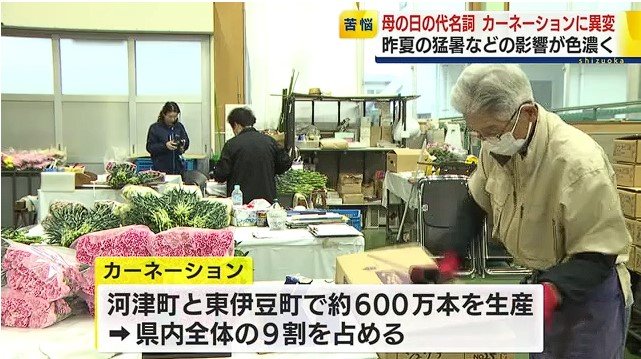 カーネーションの出荷作業(JAふじ伊豆河津桜支店)