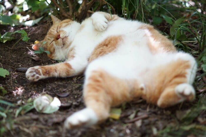 屋外の地面でヘソ天寝…警戒度0％（画像はイメージ）