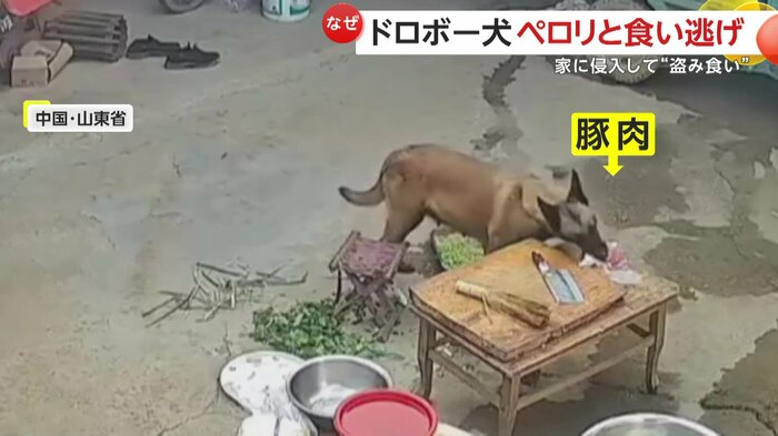 机に置かれた豚肉をくわえ、「お土産に」とばかりに持ち去った犬(中国SNSより)