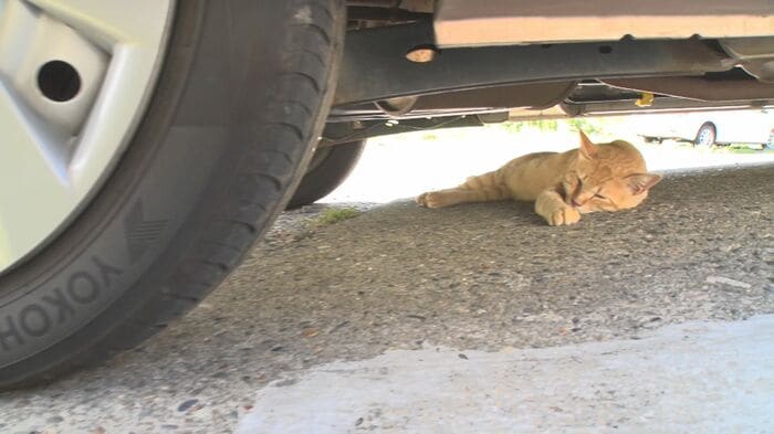 車の下にネコが!